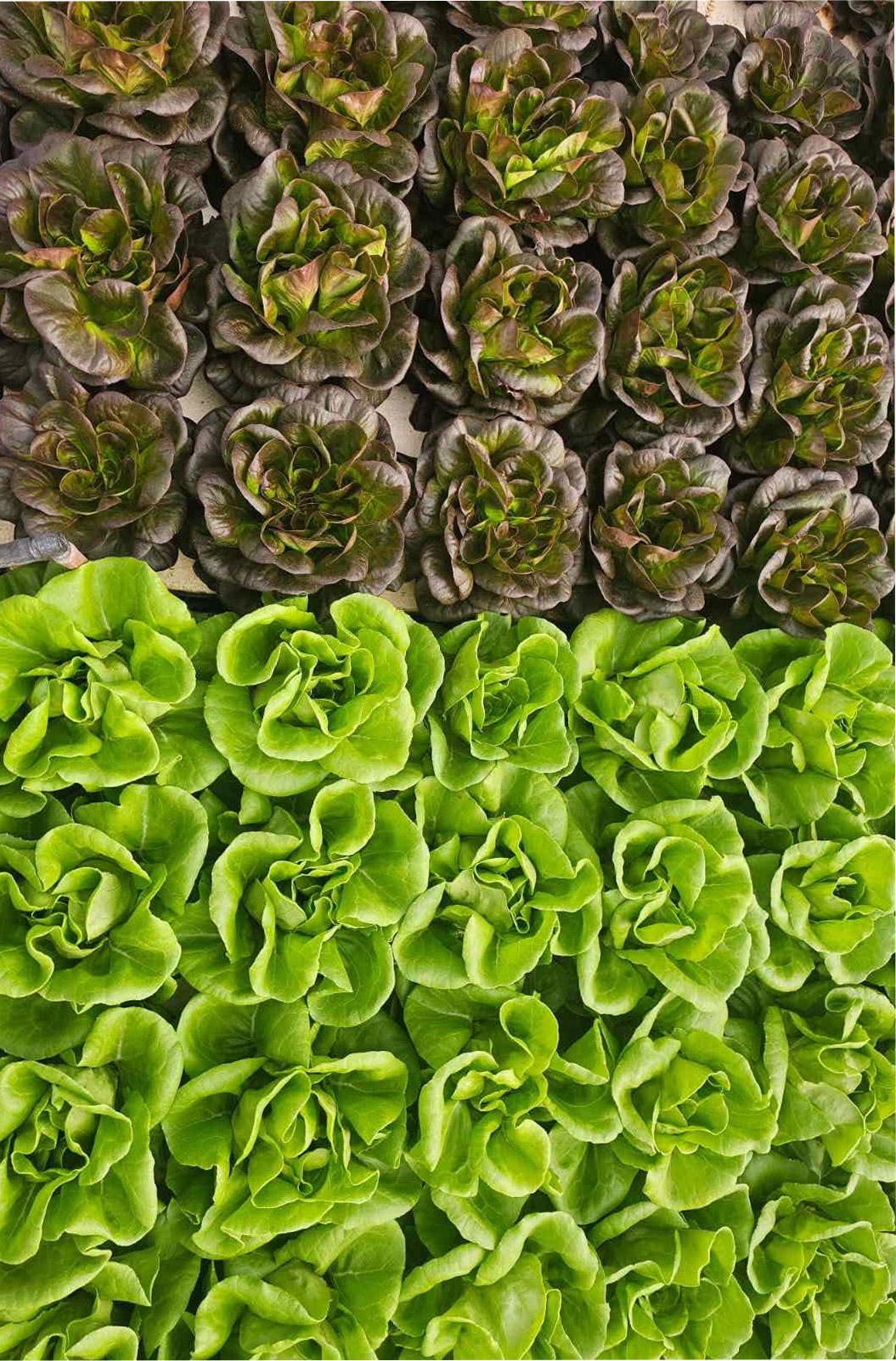 Φυλλώδη Λαχανικα