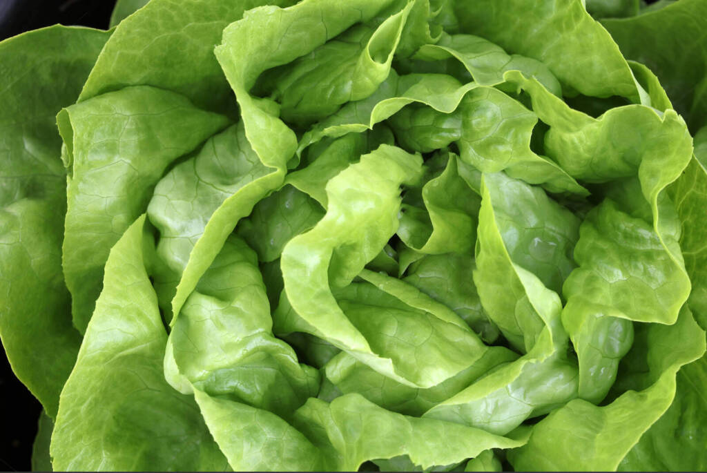 Φυλλώδη Λαχανικά Green Butterhead