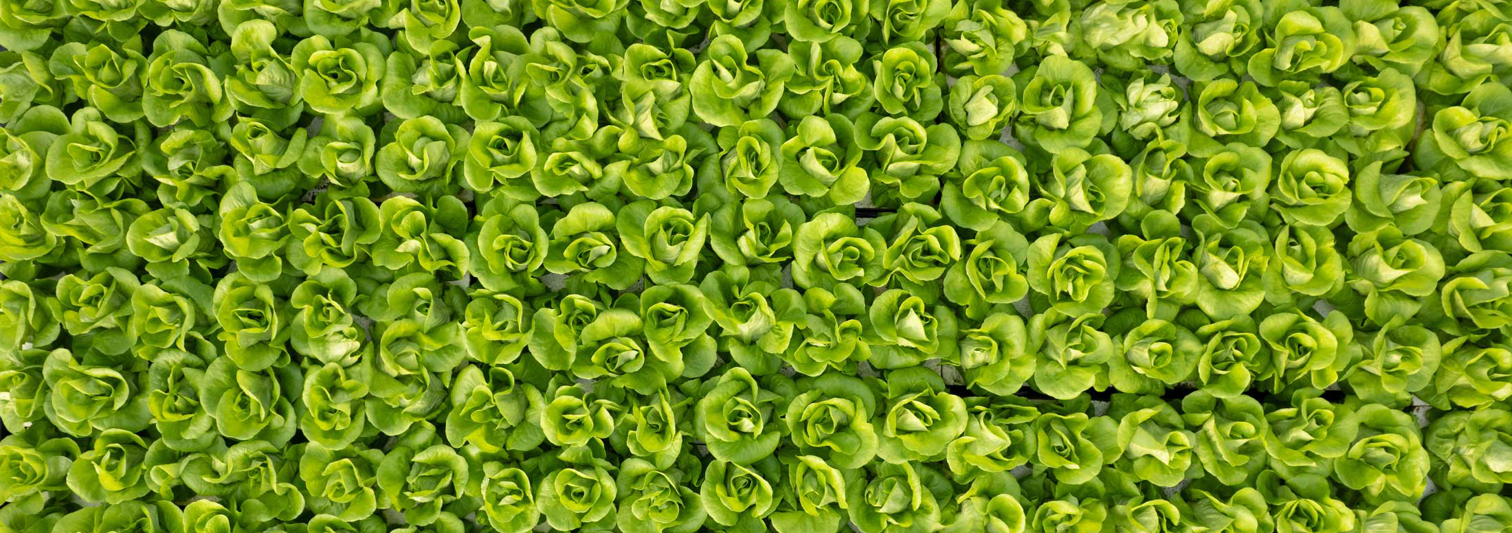 Φυλλώδη Λαχανικά Λάχανα