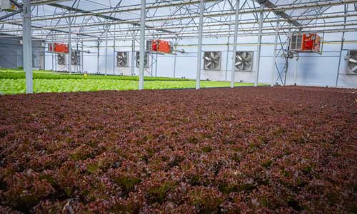 Υδροπονικά Θερμοκήπια