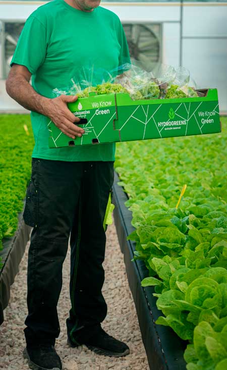 Υδροπονική Καλλιέργεια Φυλλώδη Λαχανικά 2