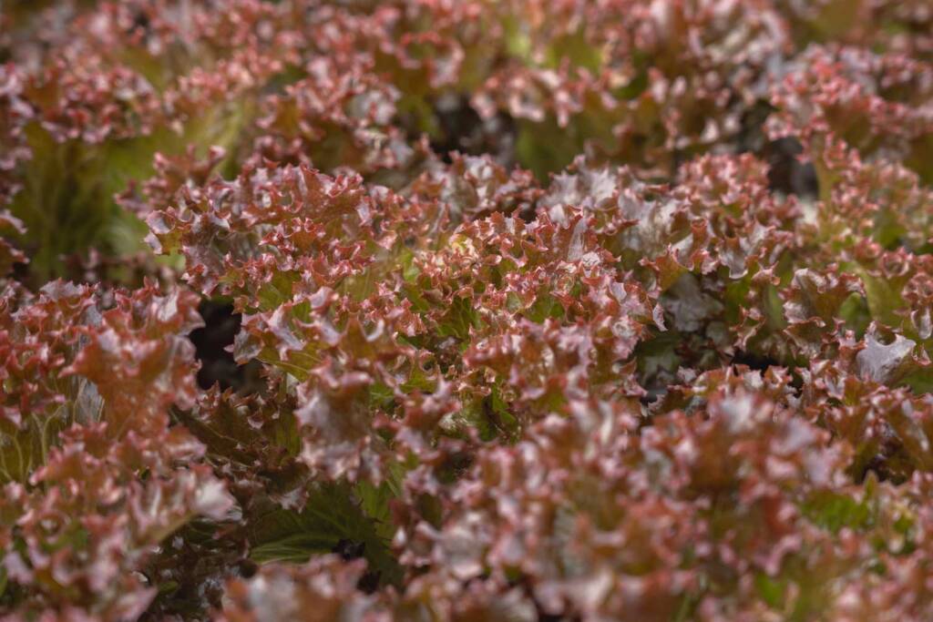 Φυλλώδη Λαχανικά Lollo Rossa