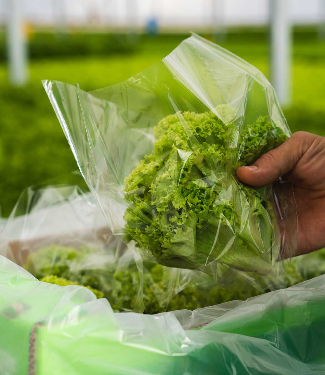 Υδροπονικά Θερμοκήπια 3