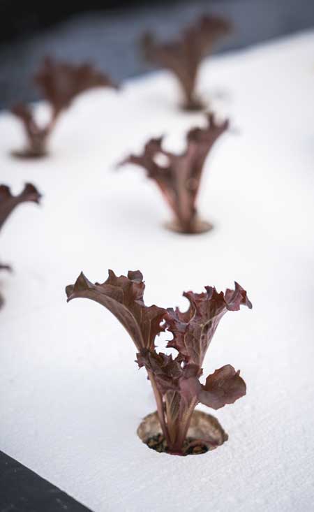 Υδροπονική Καλλιέργεια Φυλλώδη Λαχανικά